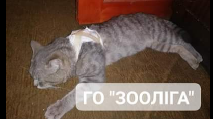 В Запорожье живодёр выстрелил в соседского кота из ружья, – ФОТО