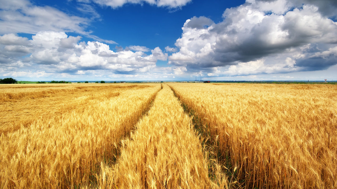 Під Запоріжжям підприємцю спалили врожай пшениці