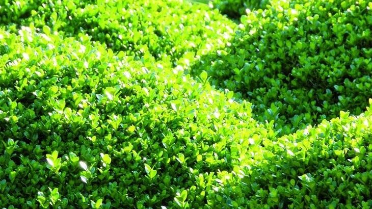В центрі Запоріжжя невідомі вандали викопали  декоративні кущі, — ФОТО
