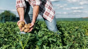 Як садити картоплю швидко та отримати гарний врожай?