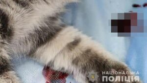 Ампутация глаза и тяжелые ранения: в Запорожье мужчина избил и выбросил из окна кота