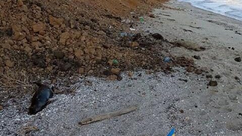 На морском побережье в Запорожской области обнаружили трех мертвых дельфинов