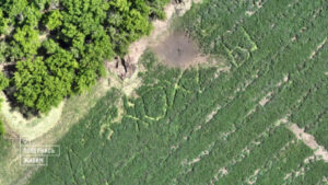У Запорізькій області рашисти виказали свої позиції, витоптавши лайку в полі поряд з бліндажем, – ФОТО 