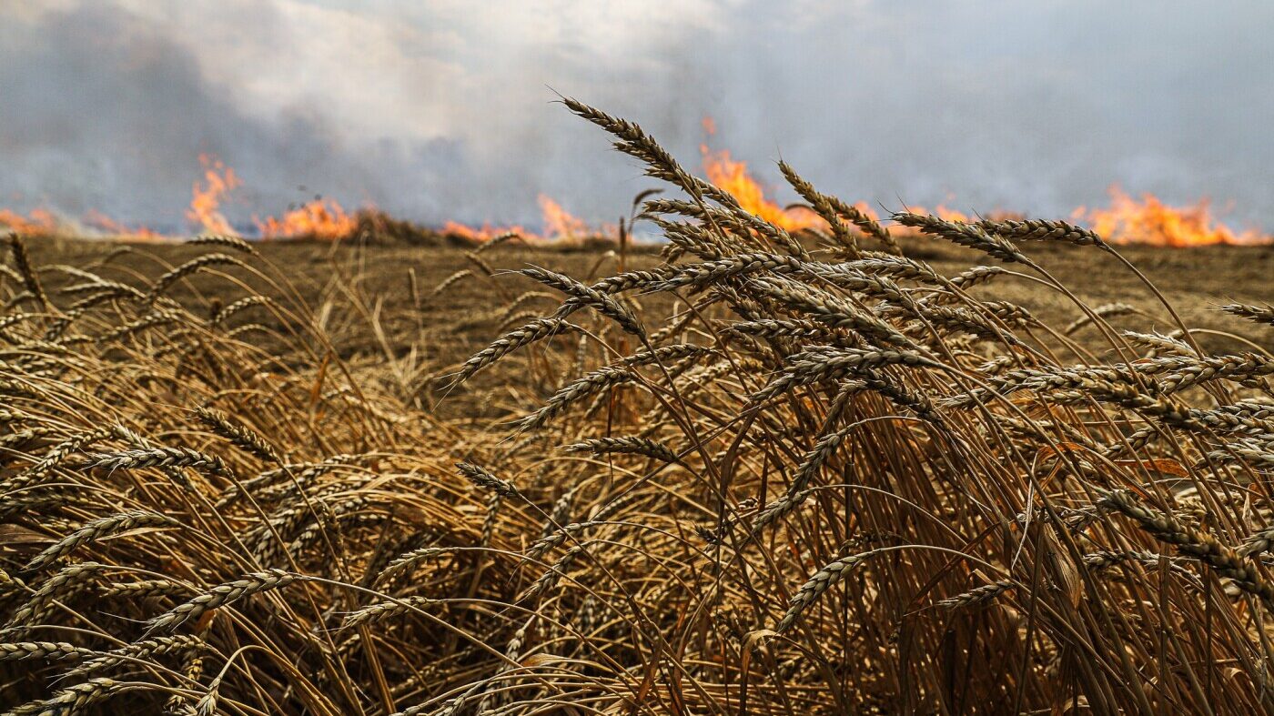 На Запоріжжі російськими обстрілами знищено 30-40 тисяч тонн зернових: збитки – більше 300 мільйонів гривень