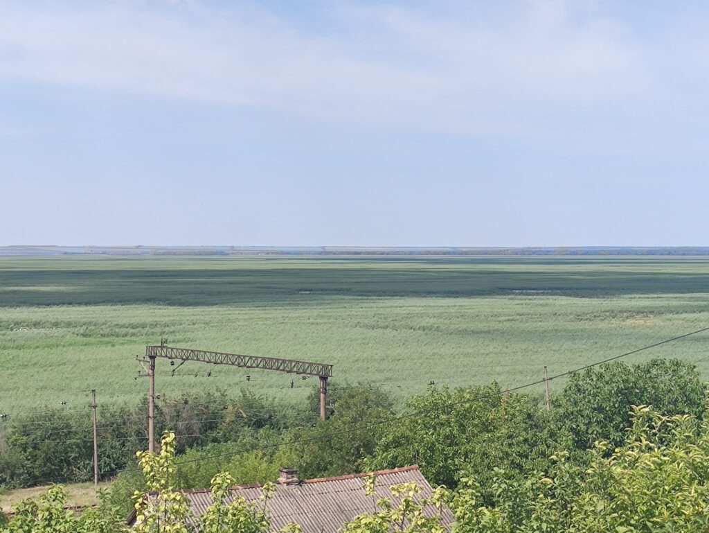 Вербовий ліс на дні земель Каховського водосховища