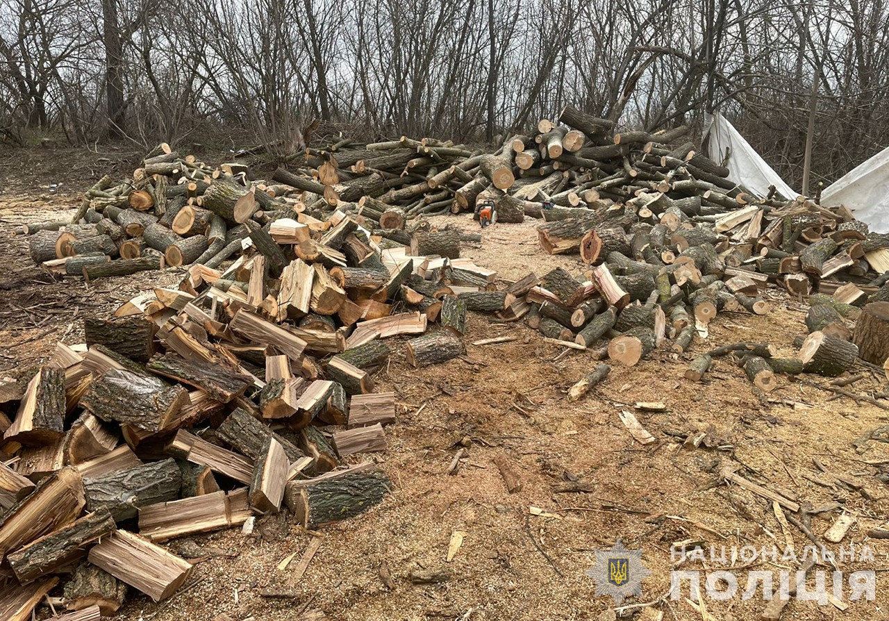 Ущерб на 1,2 миллиона: в Запорожской области разоблачили «черных лесорубов», — ФОТО