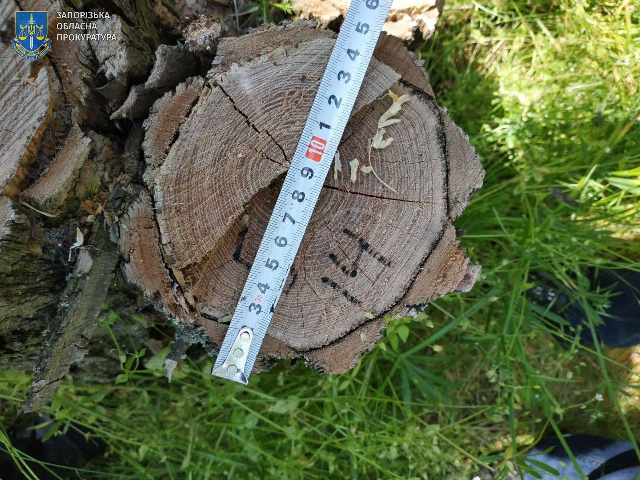 Убытков более чем на 3,5 млн: в судебном порядке в Запорожье взыскивают с лесничества средства за причиненный ущерб