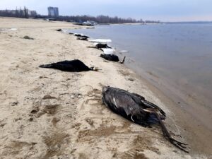 На березі річки в Запоріжжі виявили понад 20 мертвих бакланів: коментар міської ради
