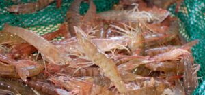 За год выловили более 400 тонн креветки: в Азовском море на мелководье захватчики сетками вылавливают биоресурс