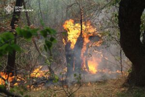 На Хортиці згасили масштабну пожежу, яка вирувала два дні: залучали безпілотник та плавзасіб, — ВІДЕО