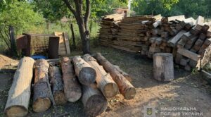 Экологический ущерб на более 830 тысяч гривен: в Запорожской области задержали «черных» лесорубов, — ФОТО
