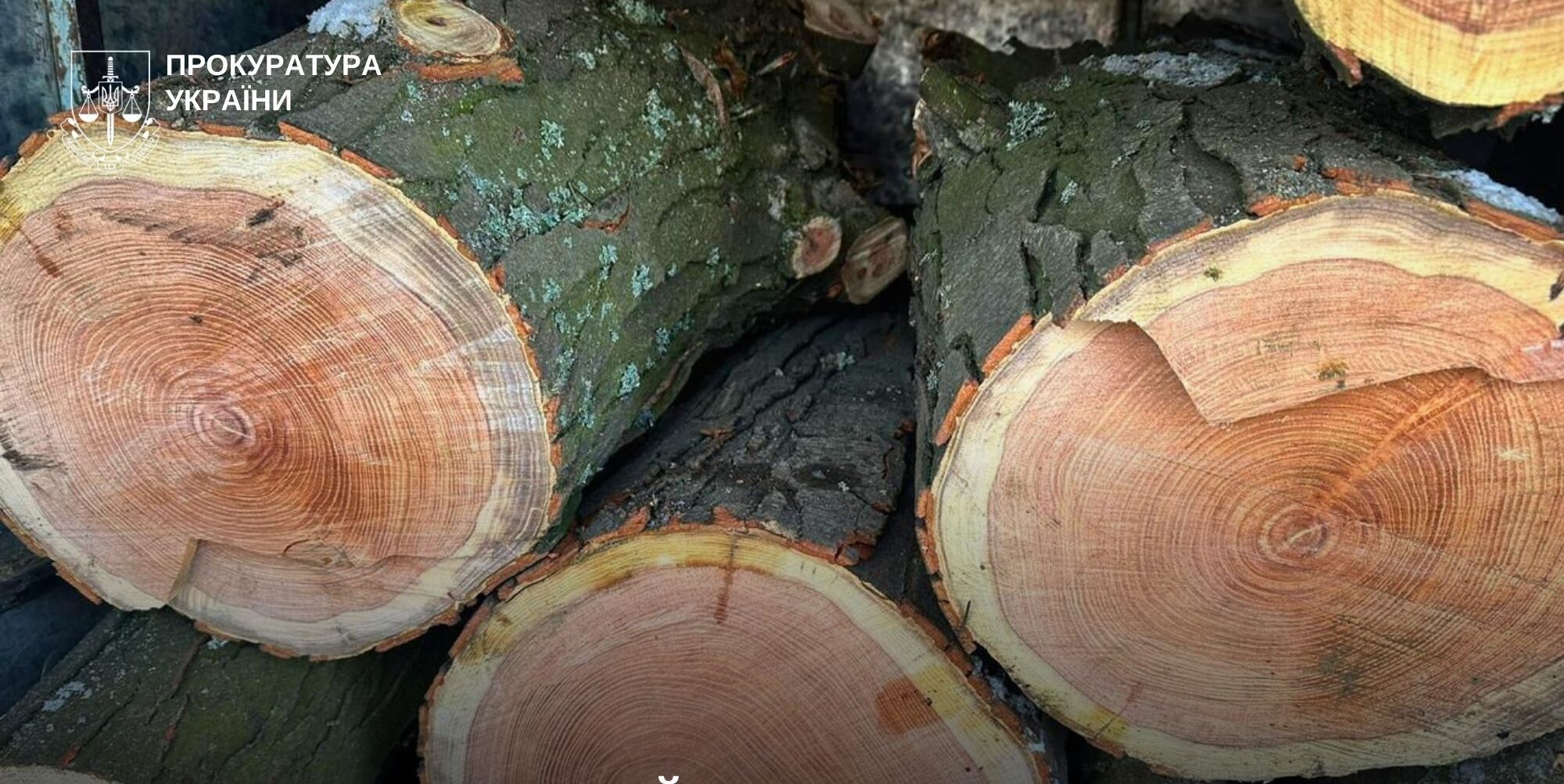 Убытков почти на 900 тыс грн: сообщено о подозрении жителю Запорожского района, который незаконно вырубал лес
