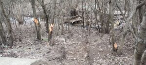 В экоинспекции озвучили последствия утреннего удара по Днепровскому району Запорожья