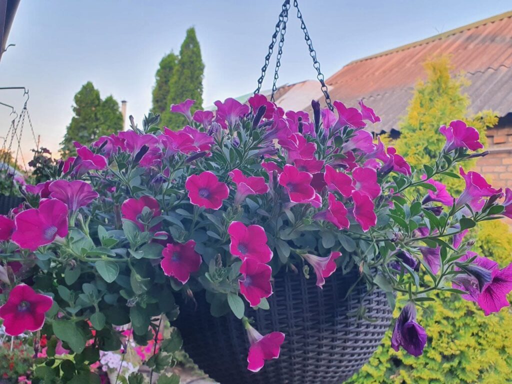 Хобі, яке переросло в бізнес: історія квіткового господарства Тетяни Дівчук із Запоріжжя