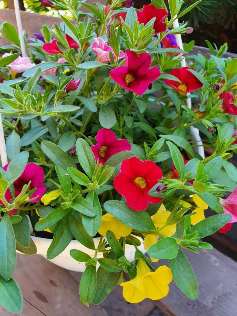 Хобі, яке переросло в бізнес: історія квіткового господарства Тетяни Дівчук із Запоріжжя