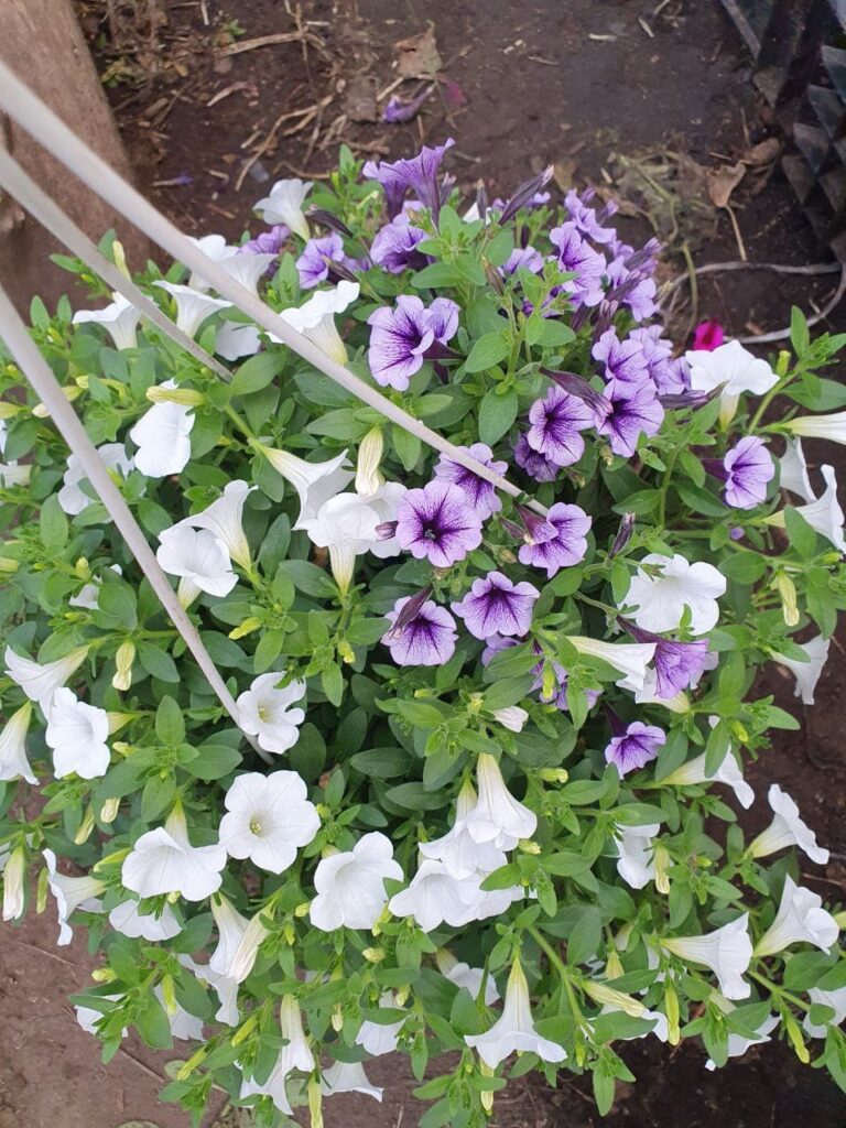 Хобі, яке переросло в бізнес: історія квіткового господарства Тетяни Дівчук із Запоріжжя