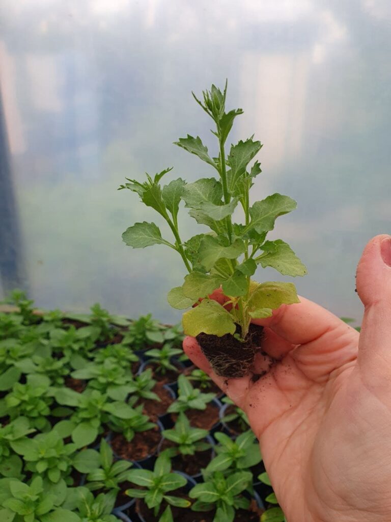 Хобі, яке переросло в бізнес: історія квіткового господарства Тетяни Дівчук із Запоріжжя