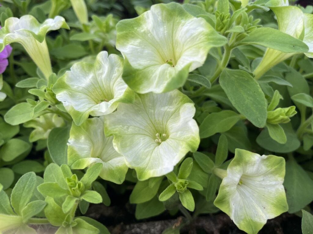 Хобі, яке переросло в бізнес: історія квіткового господарства Тетяни Дівчук із Запоріжжя