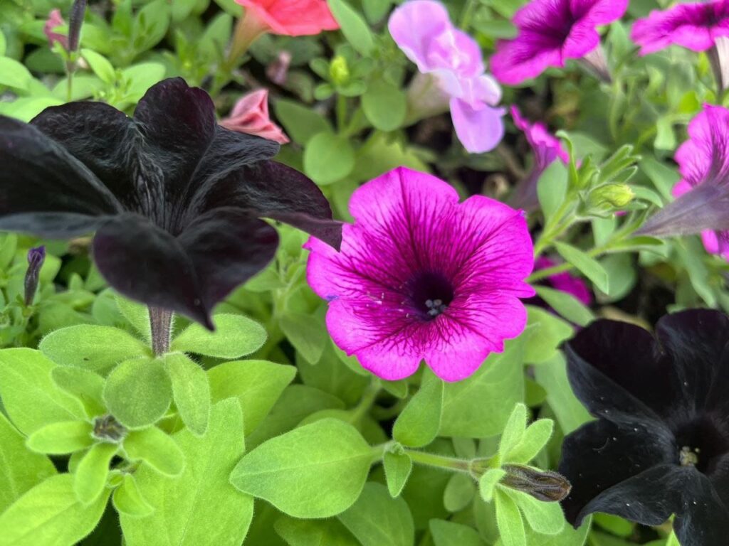 Хобі, яке переросло в бізнес: історія квіткового господарства Тетяни Дівчук із Запоріжжя