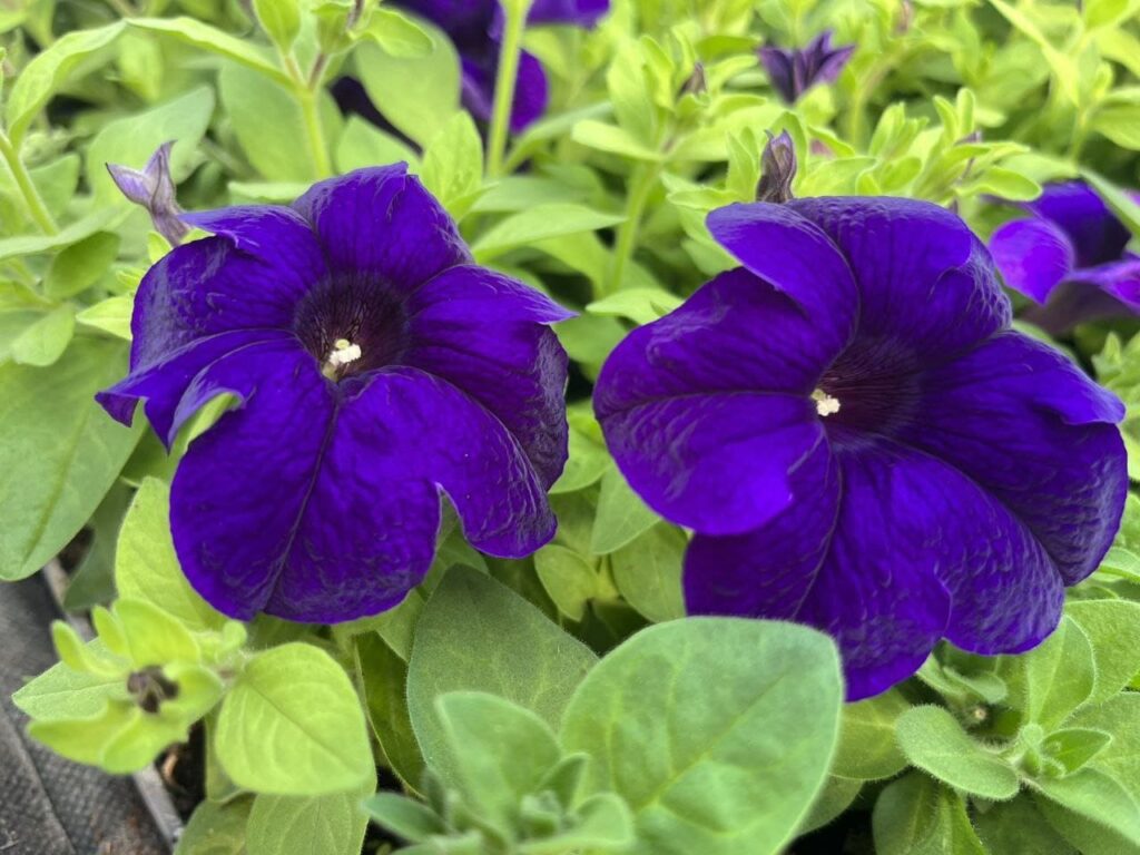 Хобі, яке переросло в бізнес: історія квіткового господарства Тетяни Дівчук із Запоріжжя