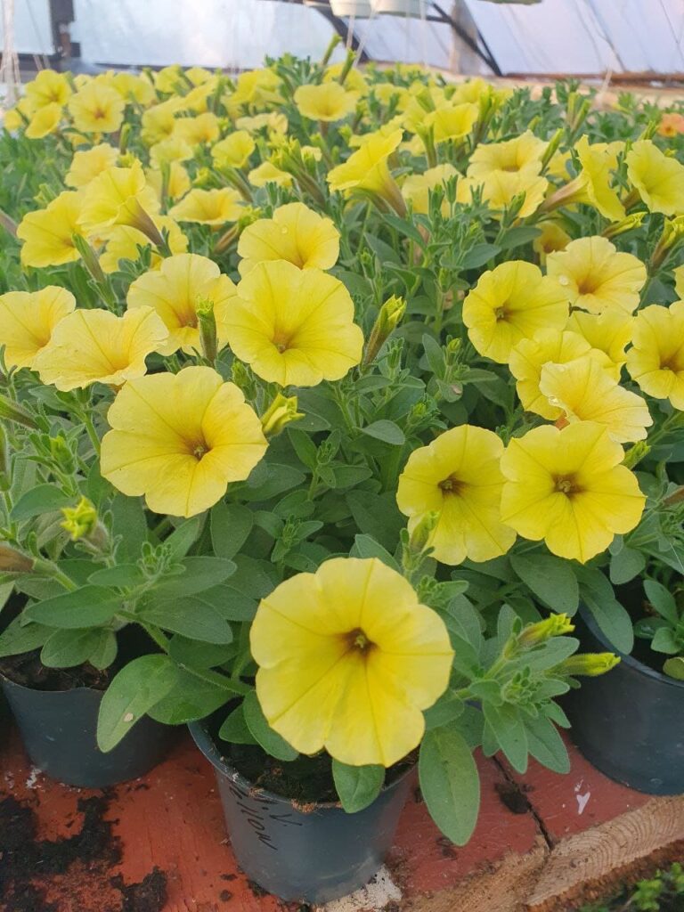 Хобі, яке переросло в бізнес: історія квіткового господарства Тетяни Дівчук із Запоріжжя