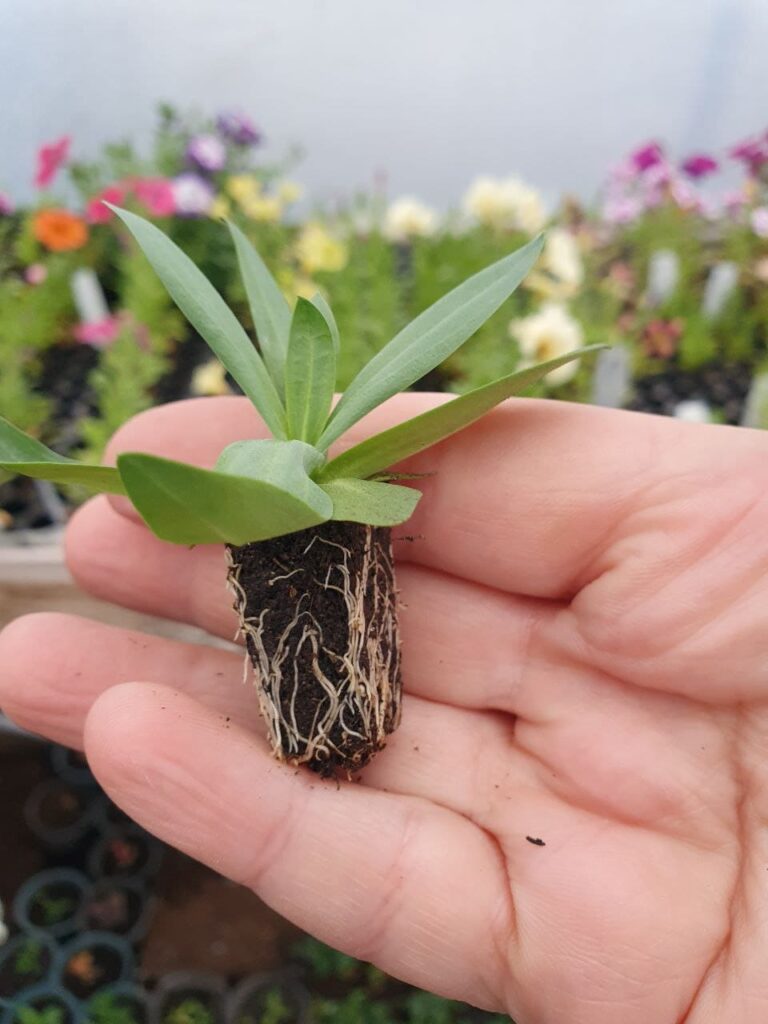 Хобі, яке переросло в бізнес: історія квіткового господарства Тетяни Дівчук із Запоріжжя