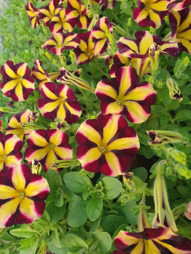 Хобі, яке переросло в бізнес: історія квіткового господарства Тетяни Дівчук із Запоріжжя