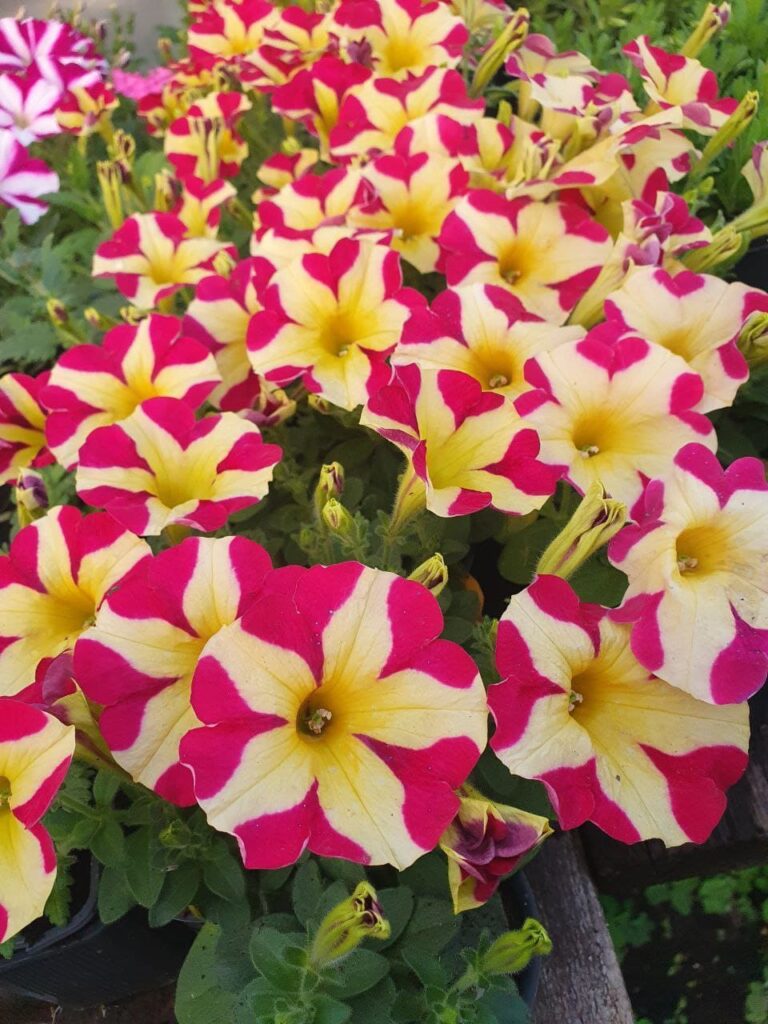 Хобі, яке переросло в бізнес: історія квіткового господарства Тетяни Дівчук із Запоріжжя