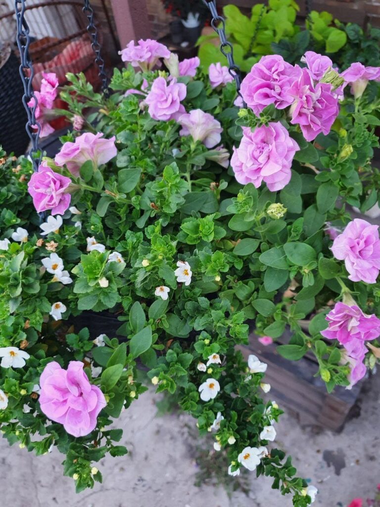 Хобі, яке переросло в бізнес: історія квіткового господарства Тетяни Дівчук із Запоріжжя