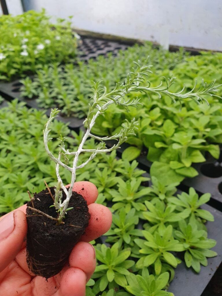 Хобі, яке переросло в бізнес: історія квіткового господарства Тетяни Дівчук із Запоріжжя