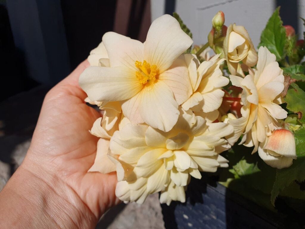 Хобі, яке переросло в бізнес: історія квіткового господарства Тетяни Дівчук із Запоріжжя