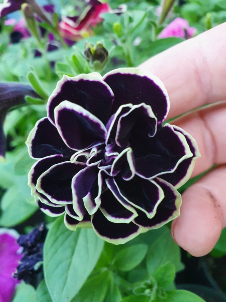 Хобі, яке переросло в бізнес: історія квіткового господарства Тетяни Дівчук із Запоріжжя