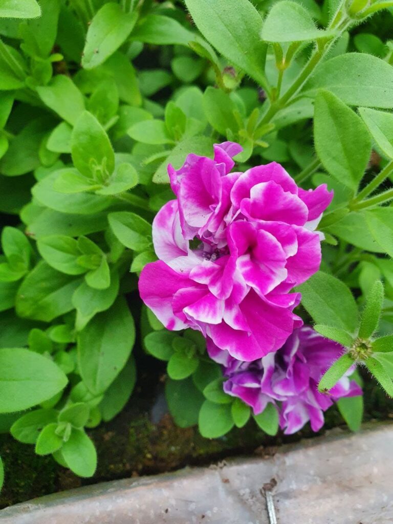 Хобі, яке переросло в бізнес: історія квіткового господарства Тетяни Дівчук із Запоріжжя