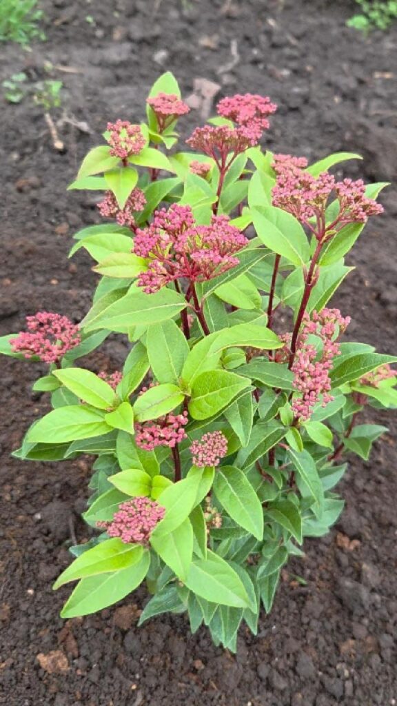 Хобі, яке переросло в бізнес: історія квіткового господарства Тетяни Дівчук із Запоріжжя