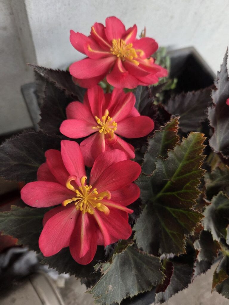 Хобі, яке переросло в бізнес: історія квіткового господарства Тетяни Дівчук із Запоріжжя