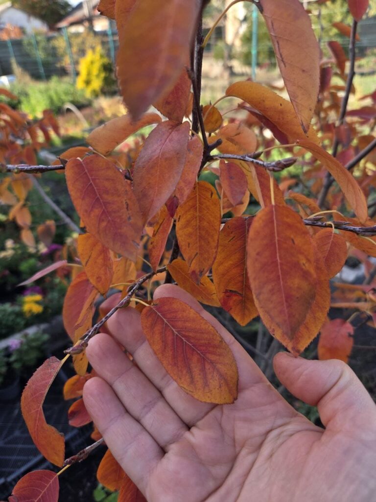 Хобі, яке переросло в бізнес: історія квіткового господарства Тетяни Дівчук із Запоріжжя