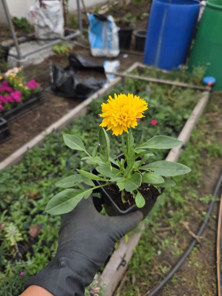 Хобі, яке переросло в бізнес: історія квіткового господарства Тетяни Дівчук із Запоріжжя