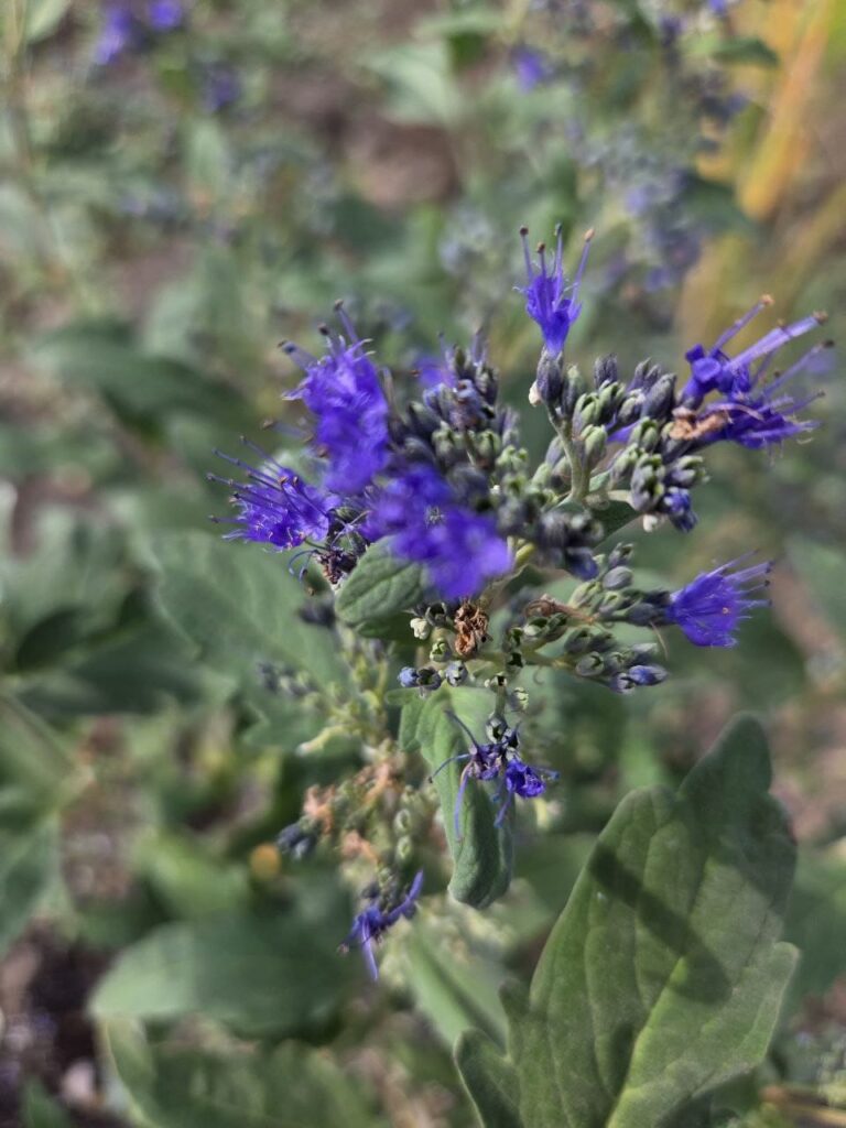 Хобі, яке переросло в бізнес: історія квіткового господарства Тетяни Дівчук із Запоріжжя