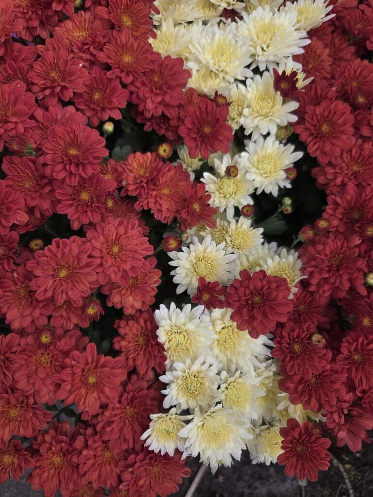 Хобі, яке переросло в бізнес: історія квіткового господарства Тетяни Дівчук із Запоріжжя