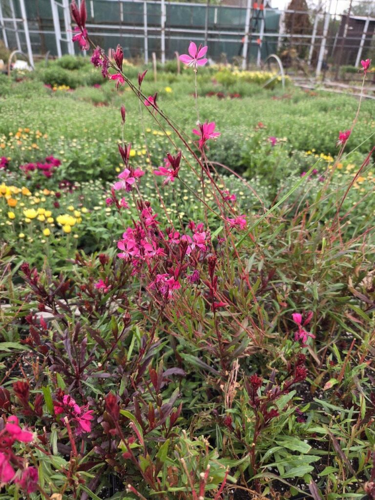 Хобі, яке переросло в бізнес: історія квіткового господарства Тетяни Дівчук із Запоріжжя