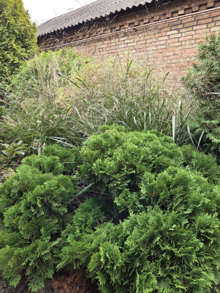 Хобі, яке переросло в бізнес: історія квіткового господарства Тетяни Дівчук із Запоріжжя