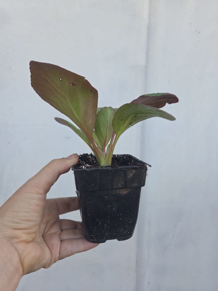 Хобі, яке переросло в бізнес: історія квіткового господарства Тетяни Дівчук із Запоріжжя