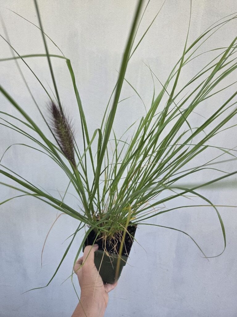 Хобі, яке переросло в бізнес: історія квіткового господарства Тетяни Дівчук із Запоріжжя