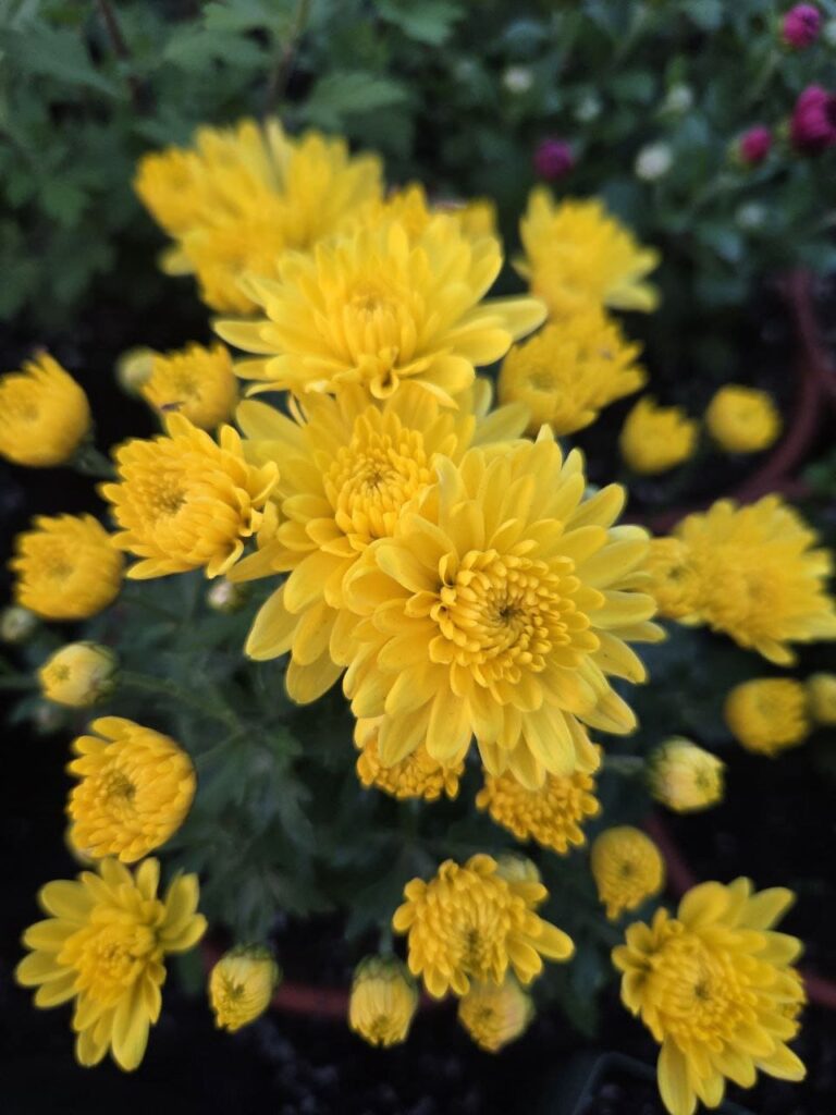 Хобі, яке переросло в бізнес: історія квіткового господарства Тетяни Дівчук із Запоріжжя