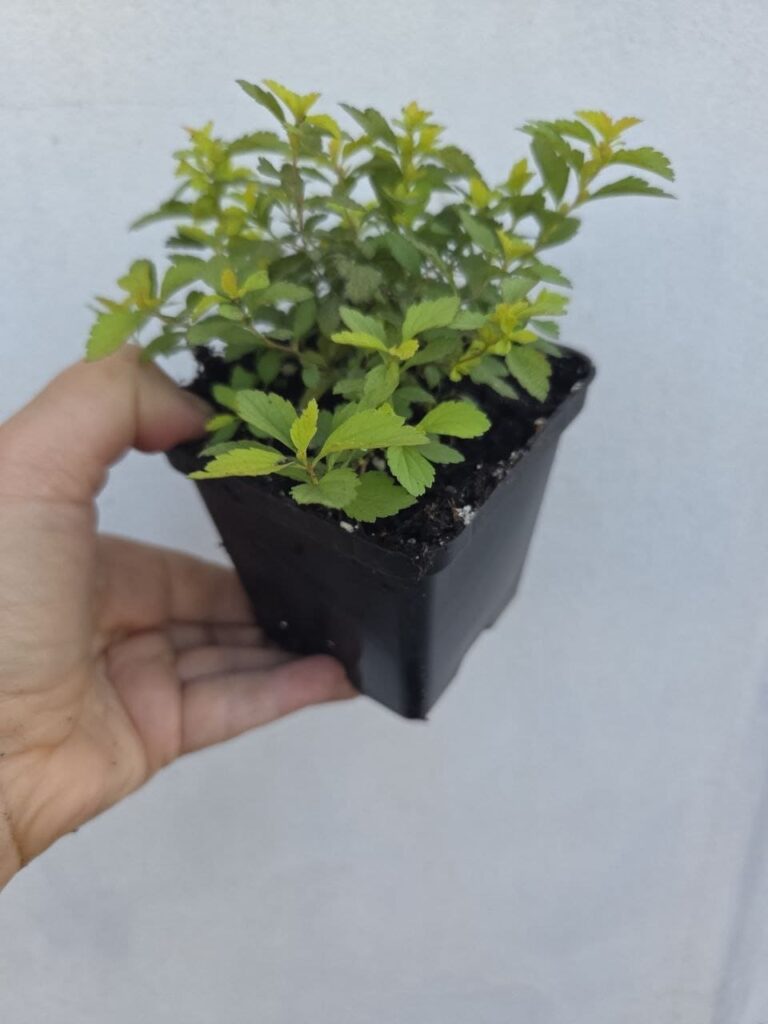 Хобі, яке переросло в бізнес: історія квіткового господарства Тетяни Дівчук із Запоріжжя