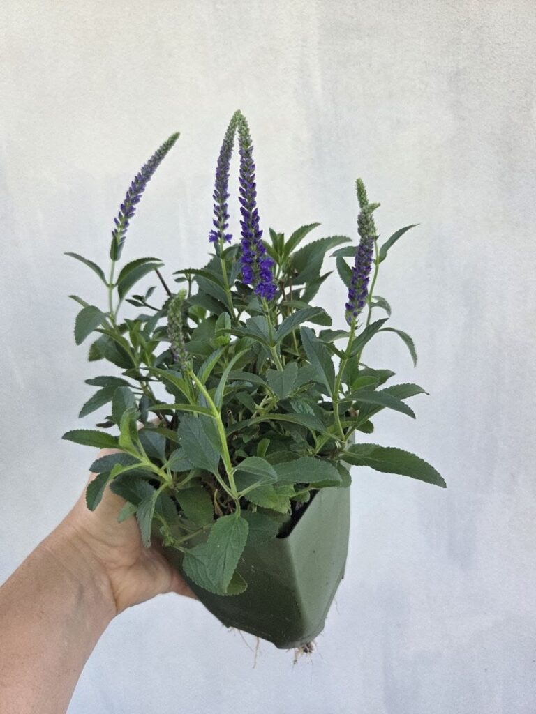 Хобі, яке переросло в бізнес: історія квіткового господарства Тетяни Дівчук із Запоріжжя