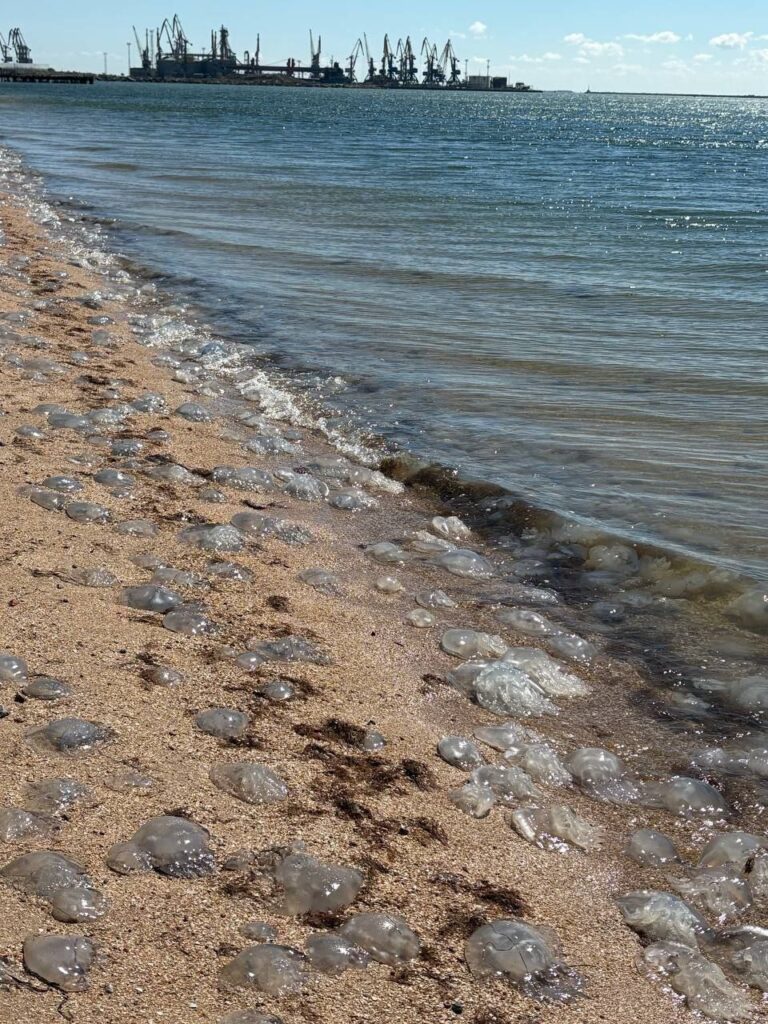 Медузы на побережье Азовского моря во временно оккупированном Бердянске Запорожской области.