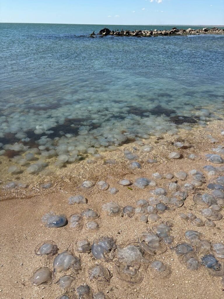 Оккупация и ухудшение состояния Азовского моря всё сильнее сказываются на рыбном промысле региона.