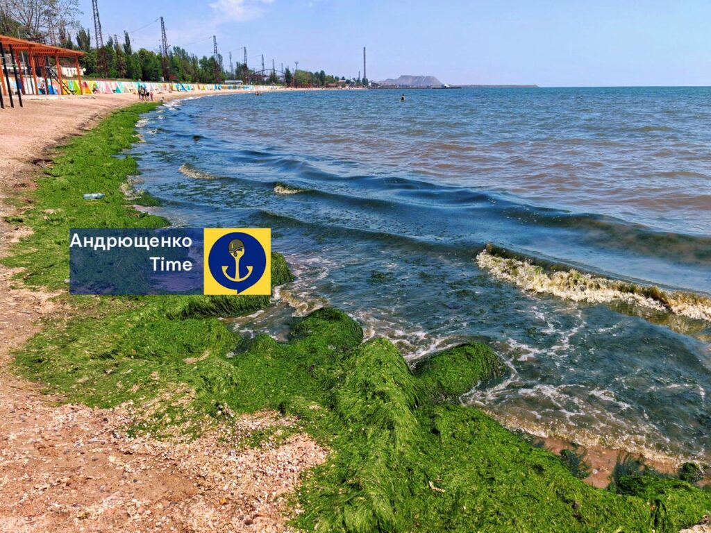 Выброс водорослей на оккупированном побережье Азовского моря в конце мая 2026 года.