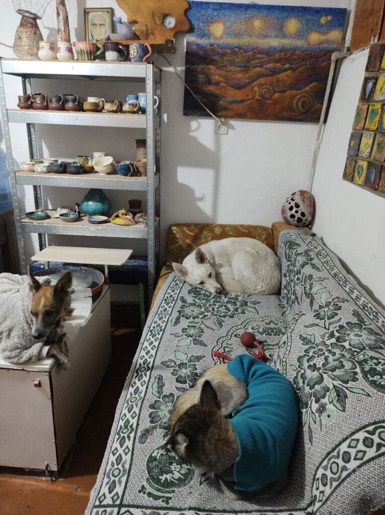 Притулок тварин родини Селезньових Запоріжжя